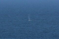 Eschrichtius robustus