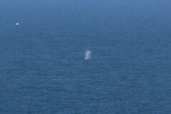 Eschrichtius robustus