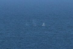 Eschrichtius robustus