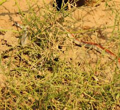 Platyceps rhodorachis