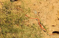 Platyceps rhodorachis