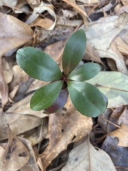 Ternstroemia gymnanthera