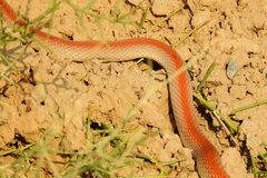 Platyceps rhodorachis