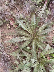 Eulobus californicus