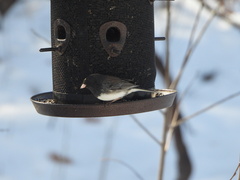 Junco hyemalis cismontanus