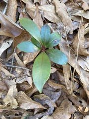 Ternstroemia gymnanthera