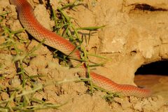 Platyceps rhodorachis