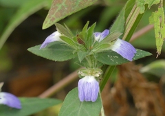 Cynarospermum asperrimum