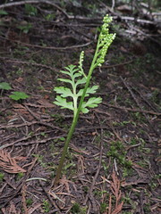 Botrychium pinnatum
