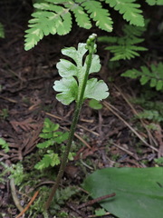 Botrychium pinnatum