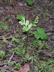 Botrychium pinnatum