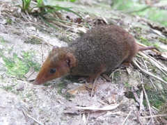 Monodelphis scalops