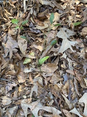 Smilax smallii