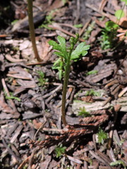 Botrychium pinnatum