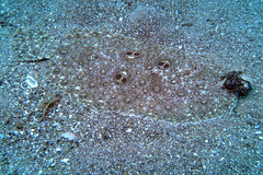 Pseudorhombus dupliciocellatus