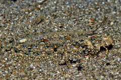 Samariscus