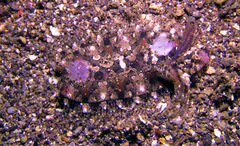 Samariscus triocellatus