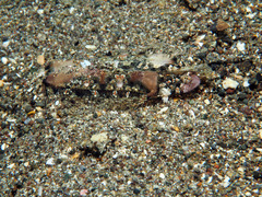 Samariscus triocellatus