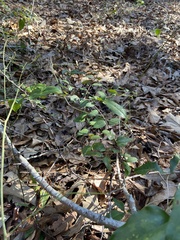 Smilax smallii