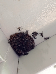 Mischocyttarus pallidipectus