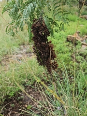 Kalanchoe thyrsiflora