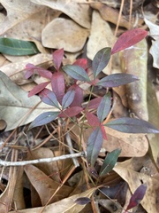 Nandina domestica