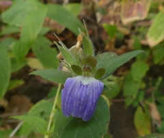 Cynarospermum asperrimum