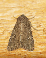Apamea devastator