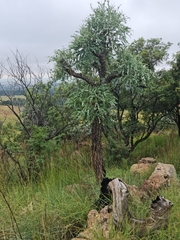 Cussonia paniculata