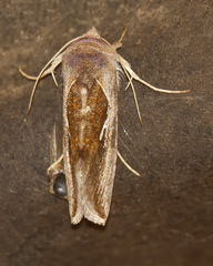 Anagrapha