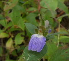 Cynarospermum asperrimum