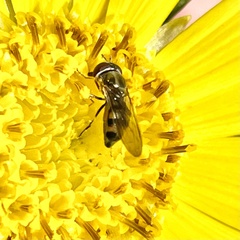 Platycheirus trichopus