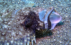 Pseudorhombus dupliciocellatus