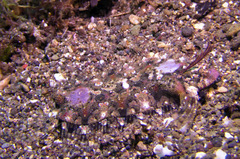 Samariscus triocellatus