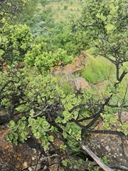 Vangueria parvifolia