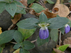 Cynarospermum asperrimum