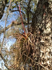 Tillandsia simulata