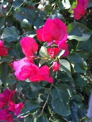 Bougainvillea spectabilis