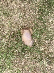 Megalobulimus