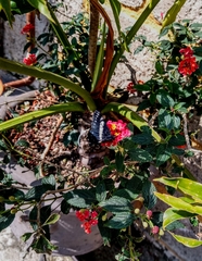 Catasticta teutila