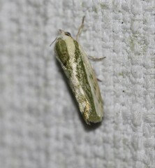 Earias huegeliana