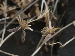 Cynarospermum asperrimum