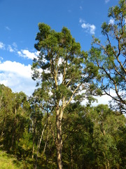 Angophora floribunda
