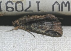 Ercheia dubia