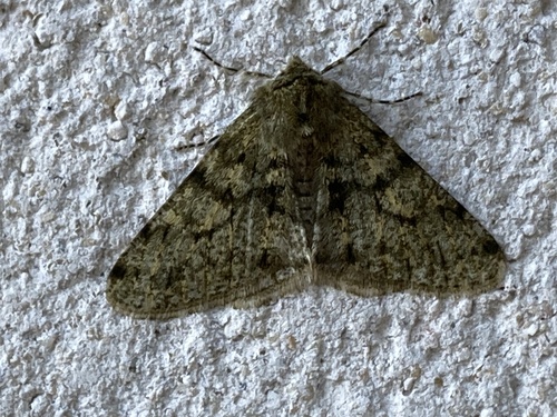 Pale Brindled Beauty