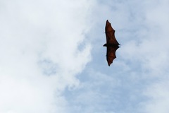 Pteropus vampyrus