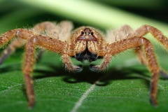 Heteropoda davidbowie