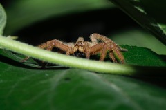 Heteropoda davidbowie
