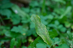 Puccinia praecox