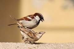 Passer domesticus